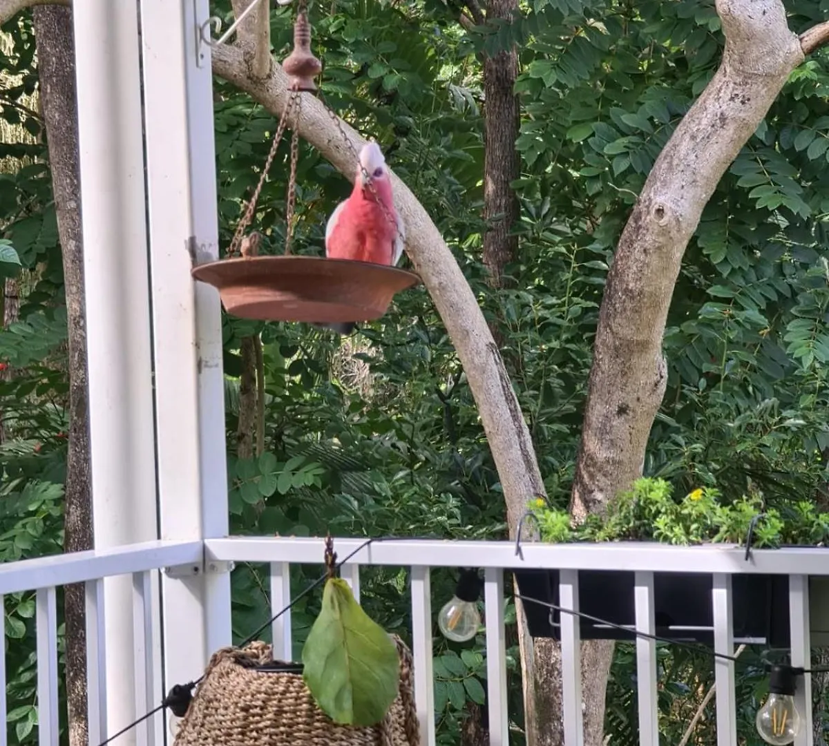 Feriehus Buderim Treetops Villa