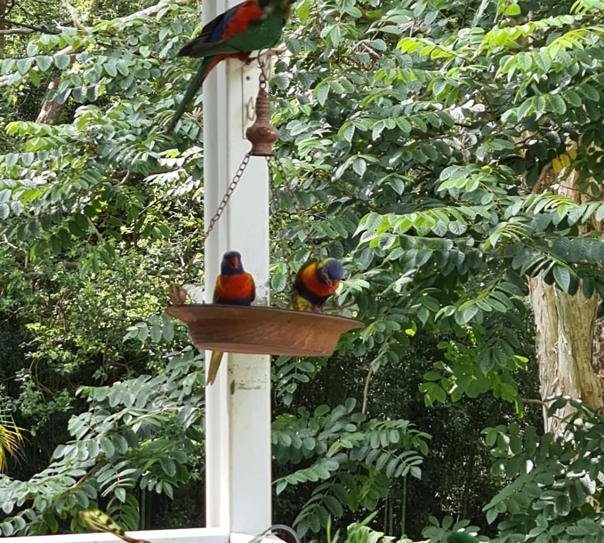 Buderim Treetops Villa Australia