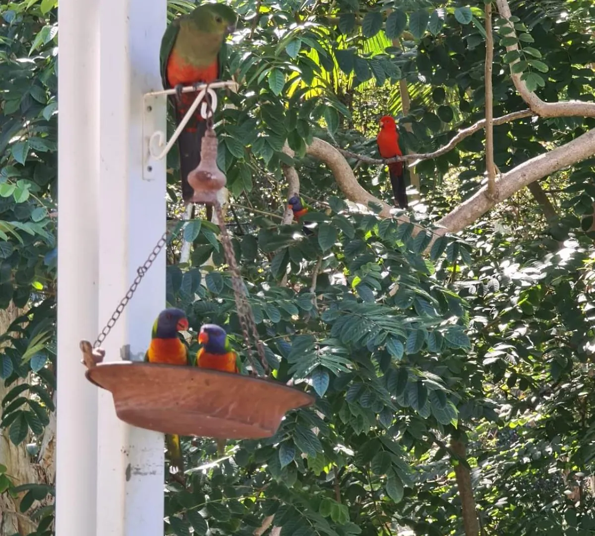 Holiday home Buderim Treetops Villa Australia