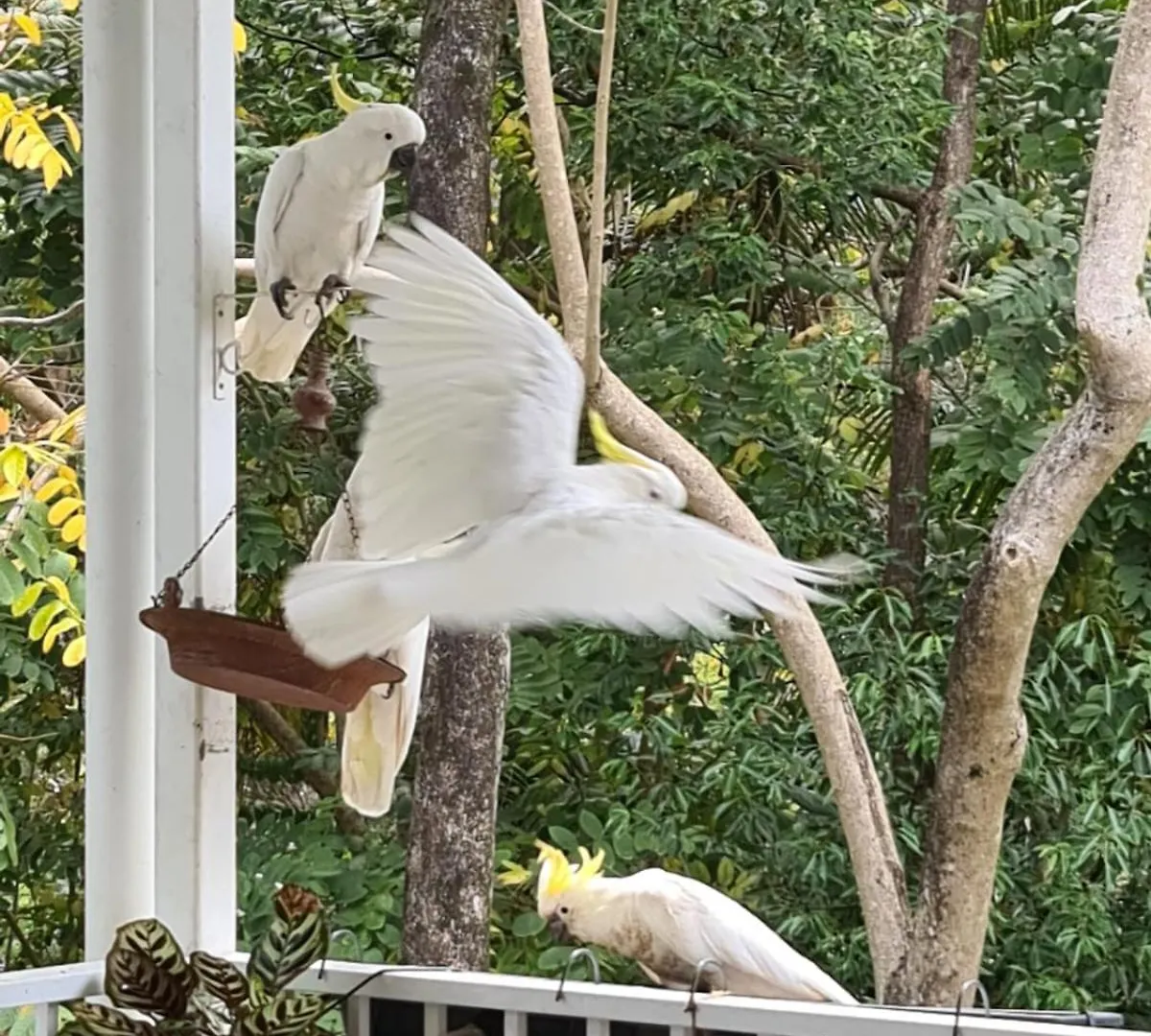 Buderim Treetops Villa