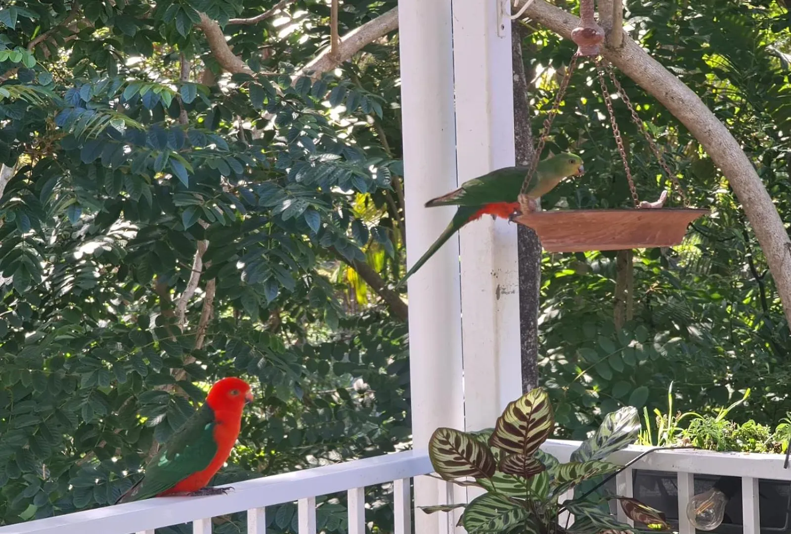 Buderim Treetops Villa Australia