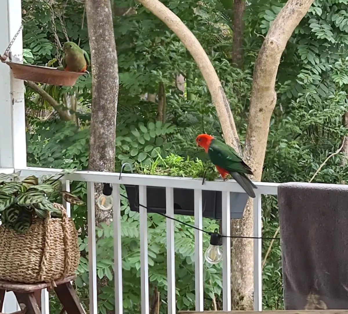 Buderim Treetops Villa 0*,